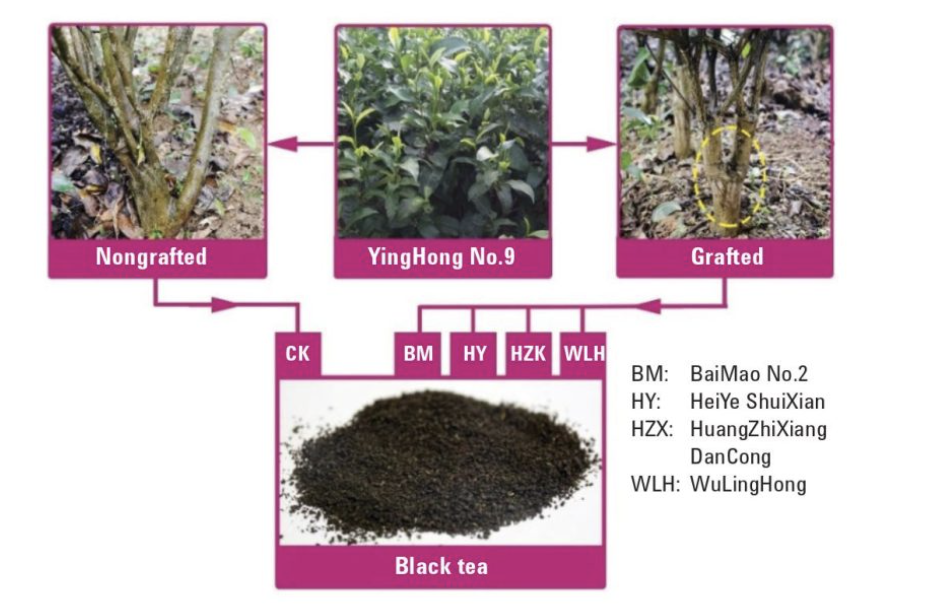 Chemometric Methods for the Analysis of Graftage-Related Black Tea ...